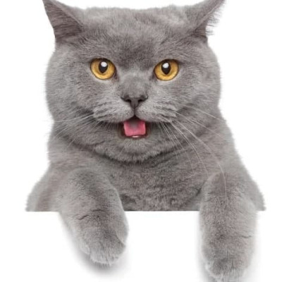 Корми для котів Корми для котів