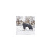 Комбінезон для тварин Pet Fashion "COLD" S (сірий) (4823082426256)
