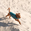 Жилет для тварин Pet Fashion E.Vest морська хвиля M (4823082424153)