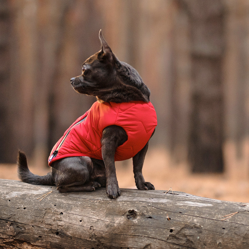 Жилет для тварин Pet Fashion "E.Vest" S-M червоний (4823082424467)