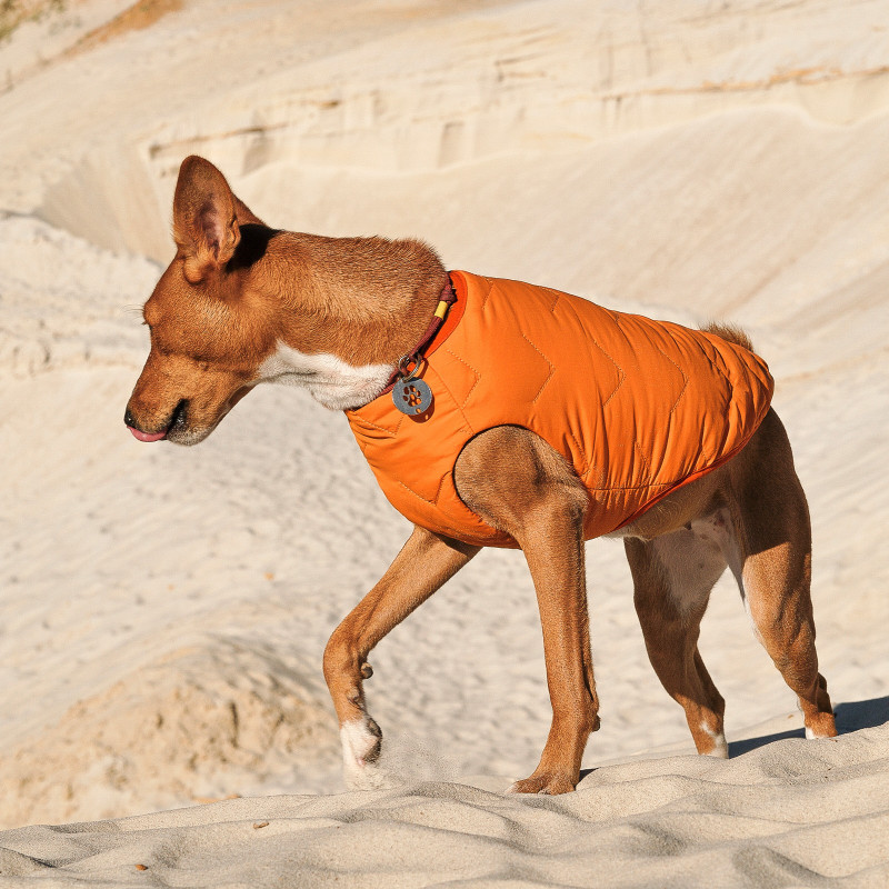 Жилет для тварин Pet Fashion "E.Vest" XS-2 помаранчевий (4823082424283)
