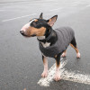 Жилет для тварин Pet Fashion "E.Vest" XS-2 сірий (4823082424368)