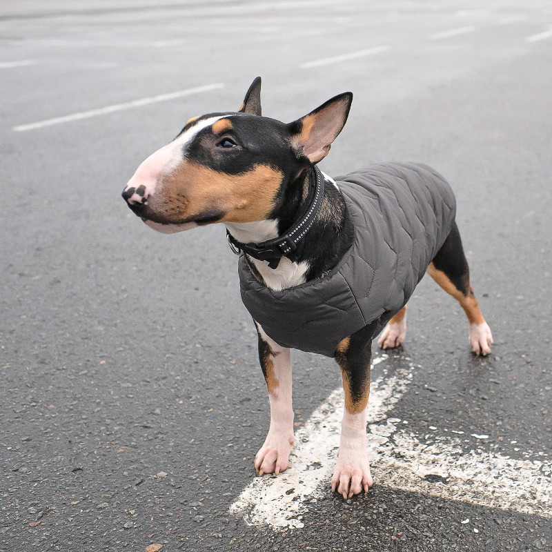 Жилет для тварин Pet Fashion "E.Vest" M сірий (4823082424399)