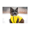Курточка для тварин Collar AiryVest "Colors of freedom" L 55 (4449-4020)